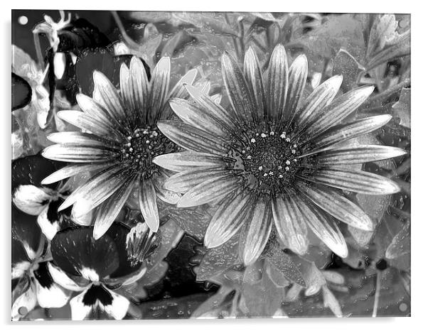 Flower in monochrome Acrylic by Robert Gipson