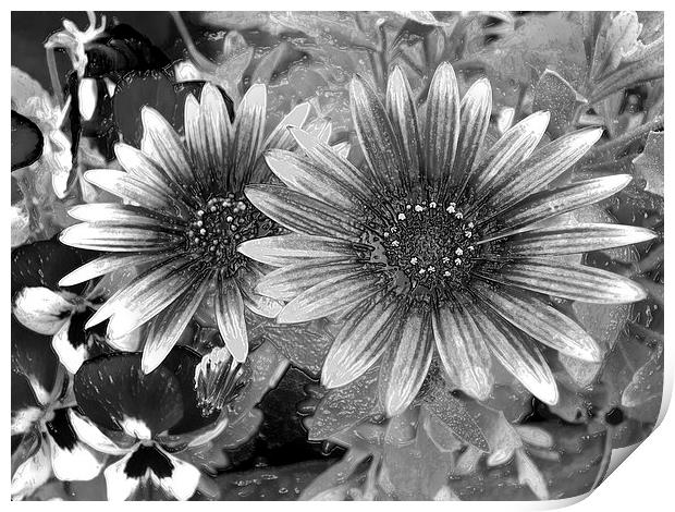 Flower in monochrome Print by Robert Gipson