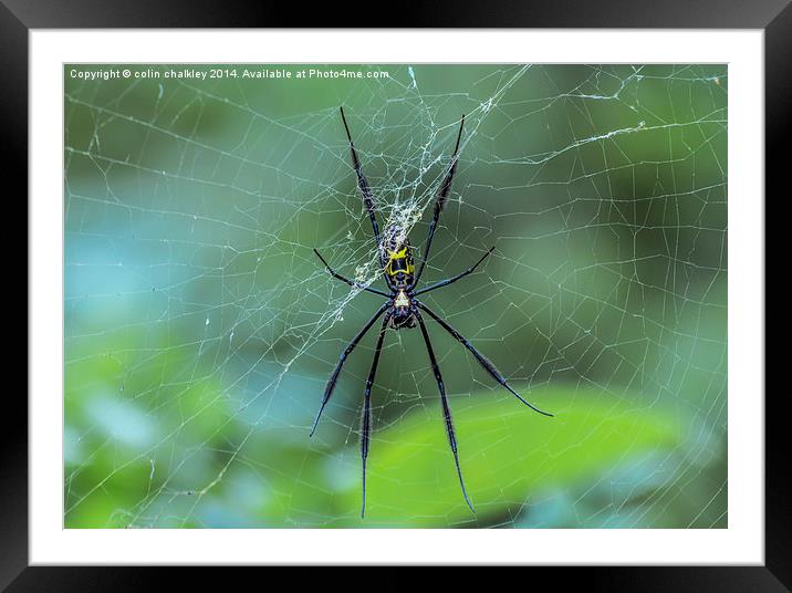 Female Golden Orb Spider Framed Mounted Print by colin chalkley