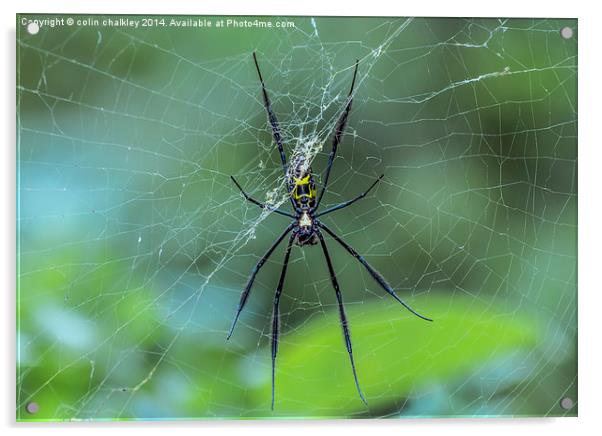 Female Golden Orb Spider Acrylic by colin chalkley