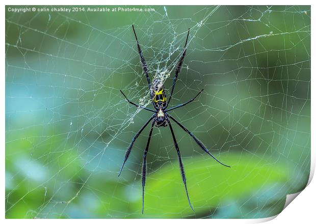 Female Golden Orb Spider Print by colin chalkley
