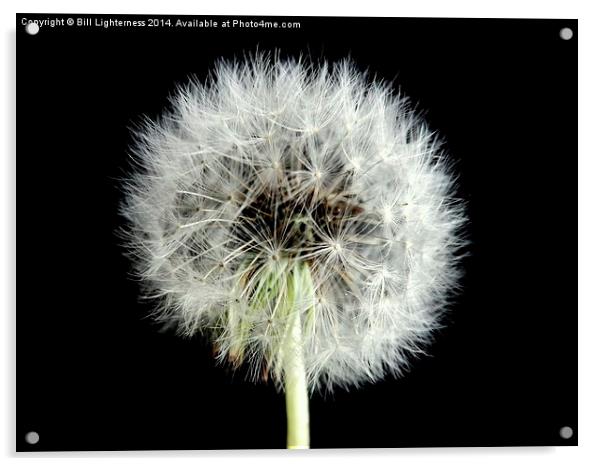 Dandelion Seed Head Acrylic by Bill Lighterness