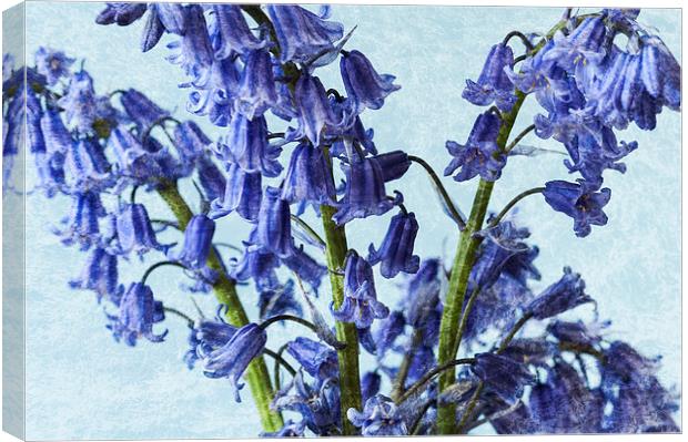 Bluebells 2 Canvas Print by Steve Purnell