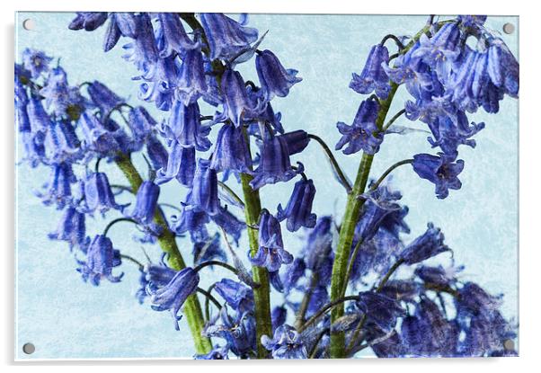 Bluebells 2 Acrylic by Steve Purnell