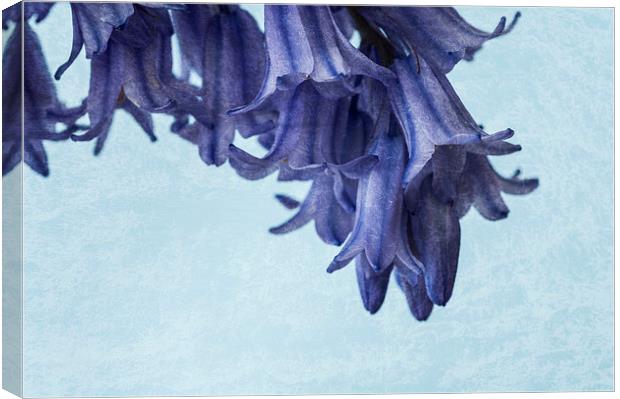 Bluebells 3 Canvas Print by Steve Purnell