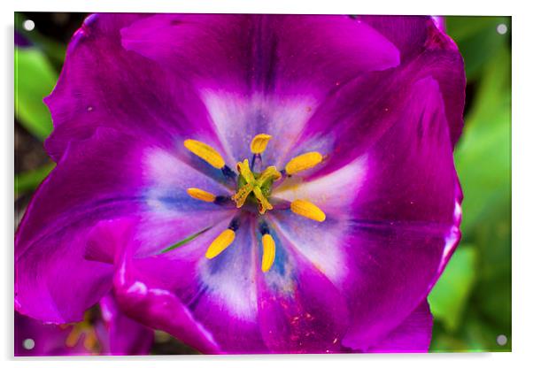 purple flower Acrylic by farah ali