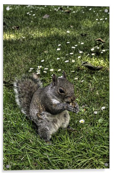 Squirrel Acrylic by Jakobp Bolinder