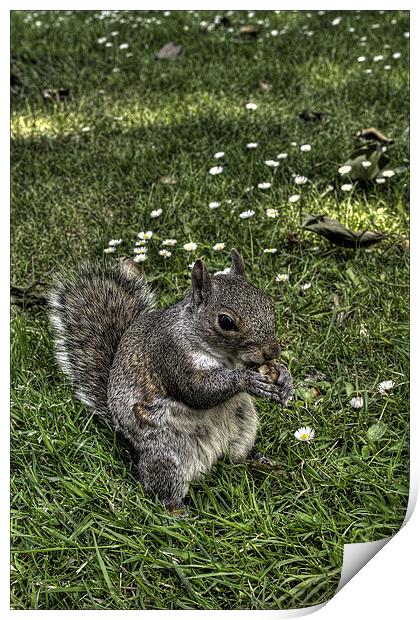 Squirrel Print by Jakobp Bolinder