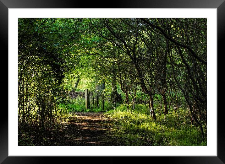 Enchanted Forest Framed Mounted Print by Susan Sanger