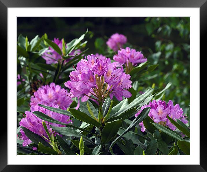 Rhododendron Framed Mounted Print by Victor Burnside
