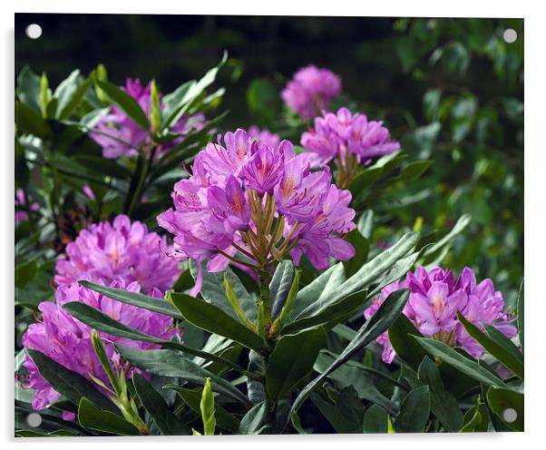 Rhododendron Acrylic by Victor Burnside