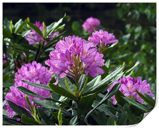 Rhododendron Print by Victor Burnside