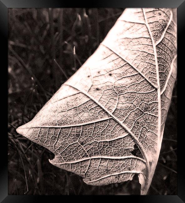 Sepia Leaf, close up Framed Print by Bernd Tschakert