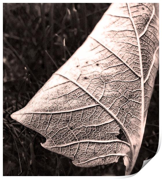 Sepia Leaf, close up Print by Bernd Tschakert