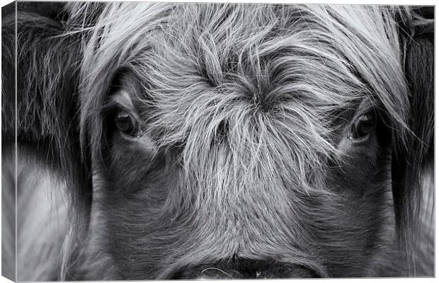 Highland Cattle V1 Canvas Print by David Brown