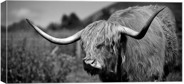 Highland Cattle V2 Canvas Print by David Brown