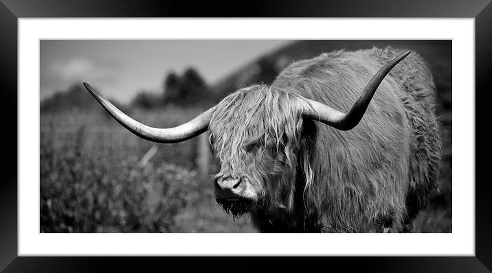 Highland Cattle V2 Framed Mounted Print by David Brown