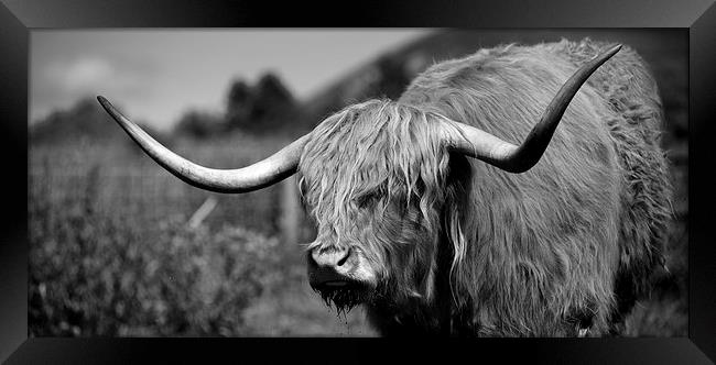 Highland Cattle V2 Framed Print by David Brown