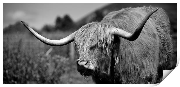 Highland Cattle V2 Print by David Brown