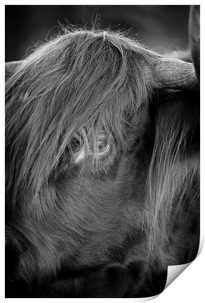 Highland Cattle V3 Print by David Brown