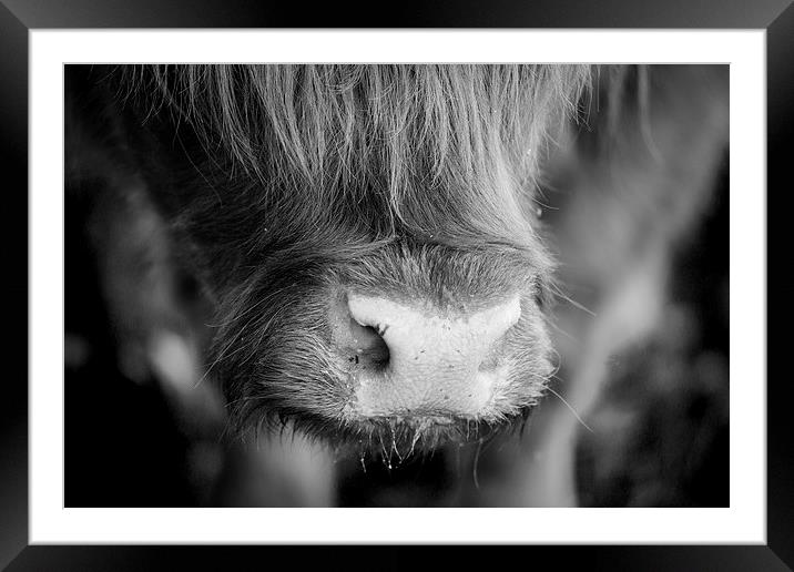 Highland Cattle V5 Framed Mounted Print by David Brown