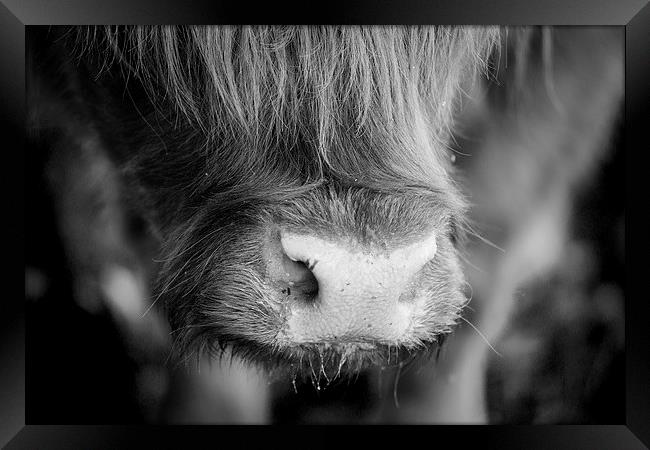 Highland Cattle V5 Framed Print by David Brown