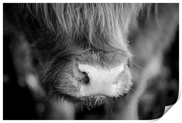 Highland Cattle V5 Print by David Brown