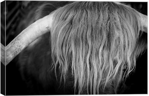 Highland Cattle V6 Canvas Print by David Brown