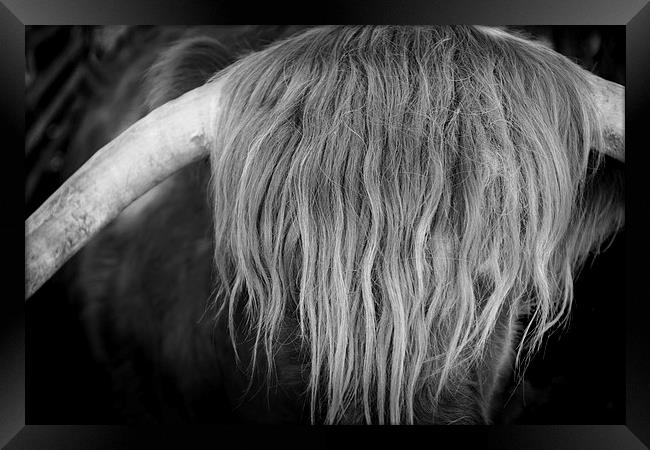 Highland Cattle V6 Framed Print by David Brown