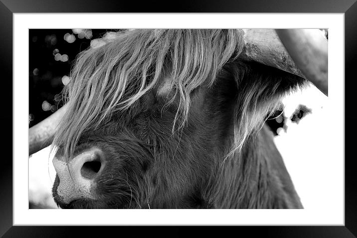 Highland Cattle V7 Framed Mounted Print by David Brown