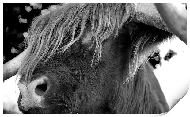 Highland Cattle V7 Print by David Brown