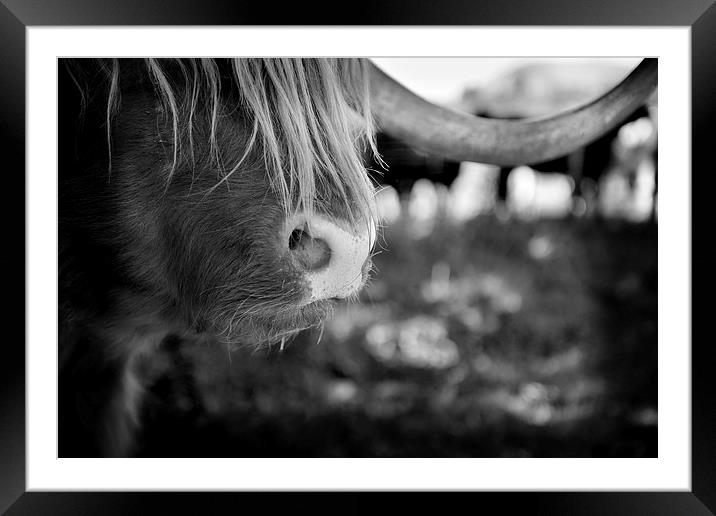 Highland Cattle V8 Framed Mounted Print by David Brown