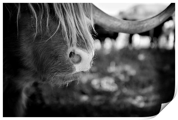 Highland Cattle V8 Print by David Brown