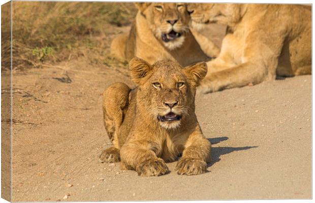 Lion Cub in Kruger National Park Canvas Print by colin chalkley