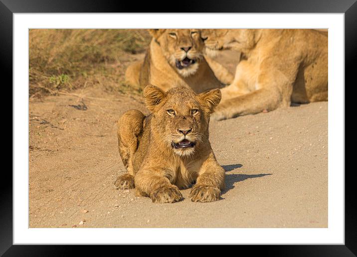 Lion Cub in Kruger National Park Framed Mounted Print by colin chalkley