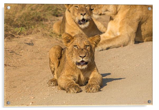 Lion Cub in Kruger National Park Acrylic by colin chalkley