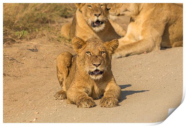 Lion Cub in Kruger National Park Print by colin chalkley