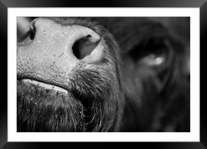 Highland Cattle V9 Framed Mounted Print by David Brown