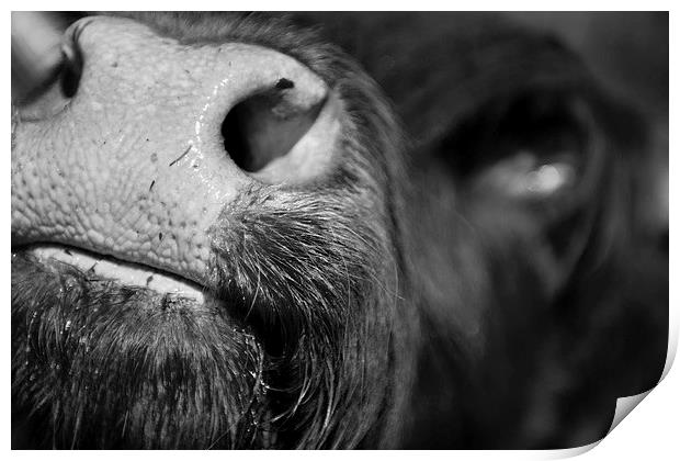 Highland Cattle V9 Print by David Brown