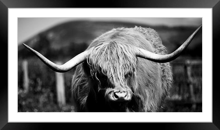 Highland Cattle V10 Framed Mounted Print by David Brown