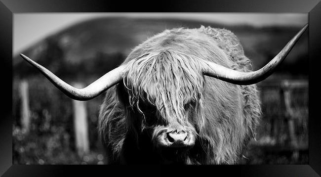 Highland Cattle V10 Framed Print by David Brown