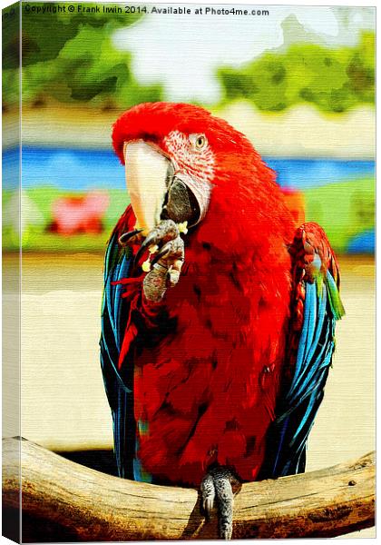 Beautifuly coloured Blue & Red Macaw Canvas Print by Frank Irwin