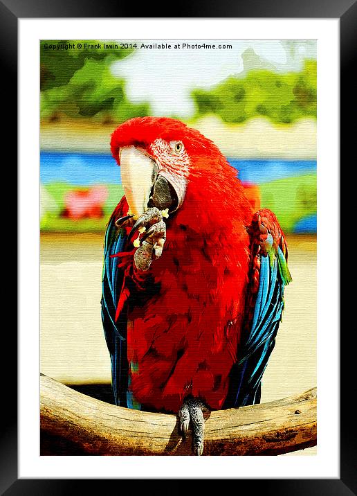 Beautifuly coloured Blue & Red Macaw Framed Mounted Print by Frank Irwin