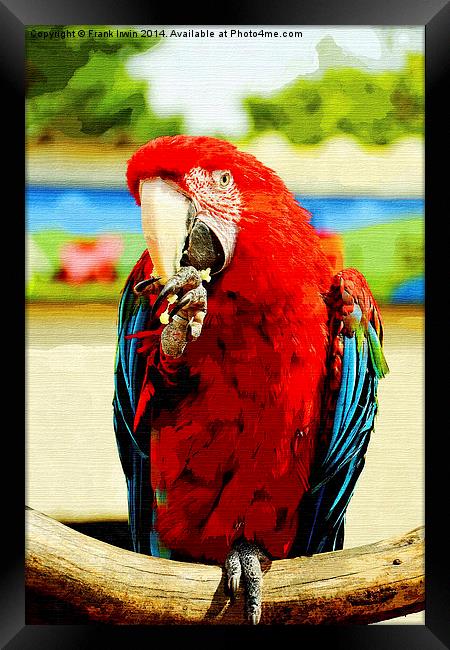 Beautifuly coloured Blue & Red Macaw Framed Print by Frank Irwin