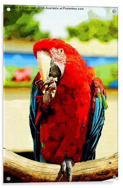 Beautifuly coloured Blue & Red Macaw Acrylic by Frank Irwin