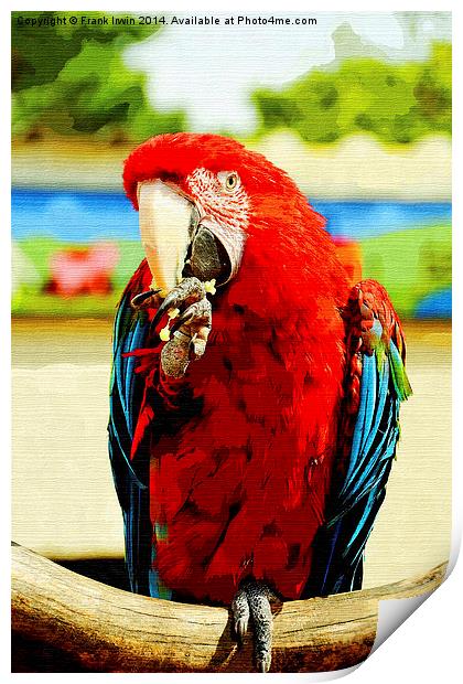 Beautifuly coloured Blue & Red Macaw Print by Frank Irwin