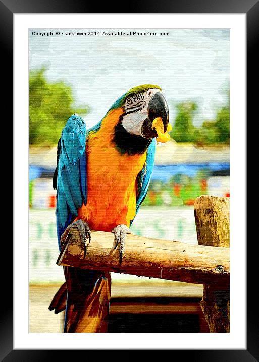 Beautifuly coloured Blue & Gold Macaw Framed Mounted Print by Frank Irwin