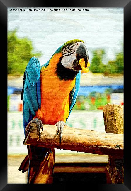 Beautifuly coloured Blue & Gold Macaw Framed Print by Frank Irwin