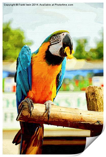 Beautifuly coloured Blue & Gold Macaw Print by Frank Irwin