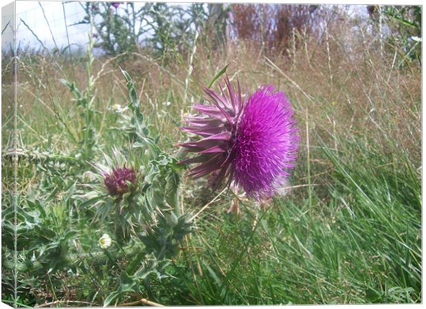 musk thistle Canvas Print by Rebecca  Barker